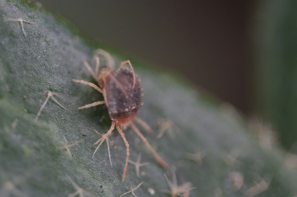 Acari su foglie di edera: cfr.  Tetranychidae - Rende (CS)